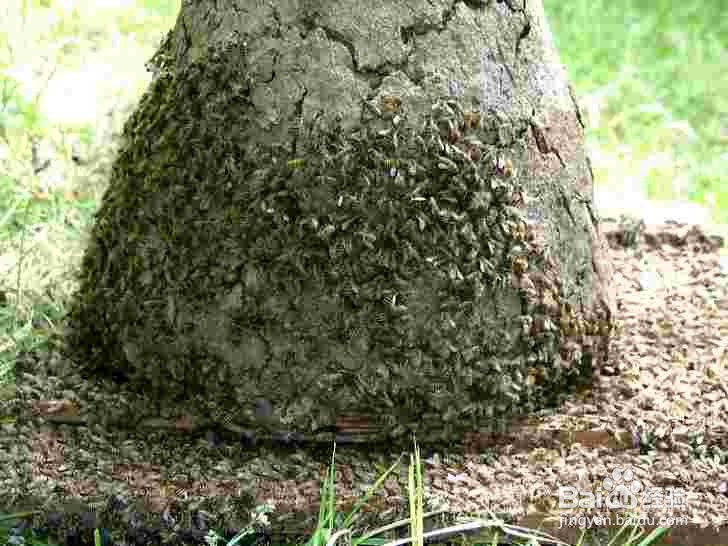 新手如何养蜜蜂 养蜜蜂技巧