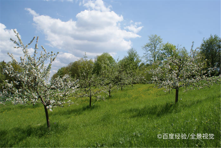 果树环剥的方法及作用