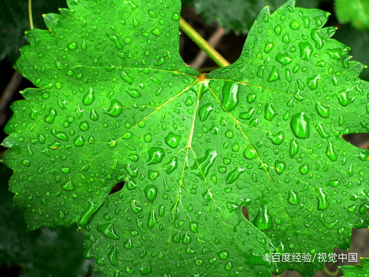 关于树木的叶子,都有哪些知识?