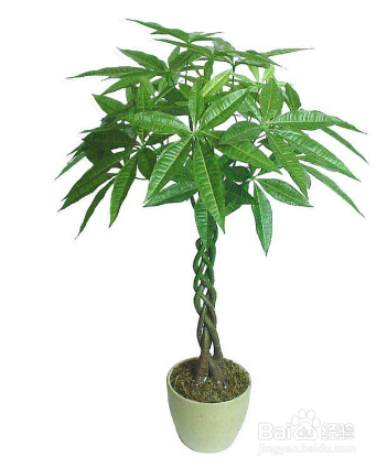 发财树树干萎缩怎么办