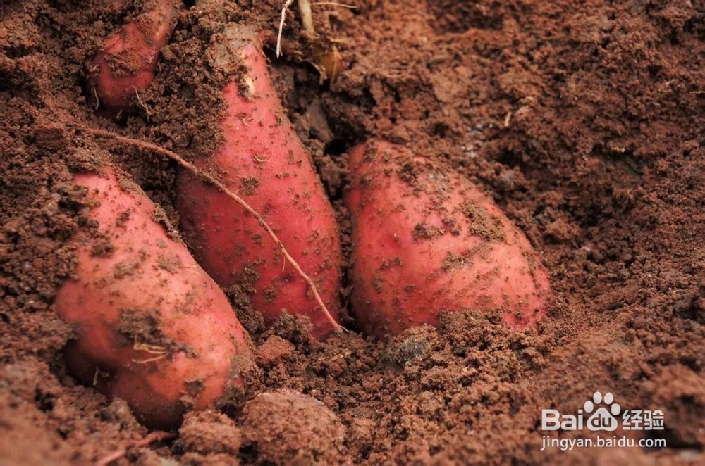 薯小帅拔丝地瓜