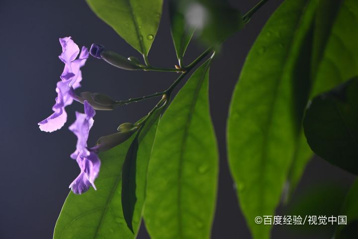 双色茉莉怎么扦插