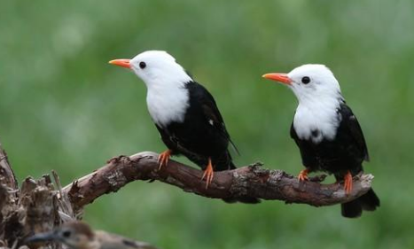 劝君莫食三月鲫全诗是什么