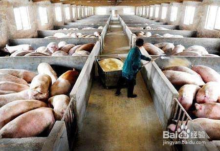 猪只消毒存在的误区有哪些?