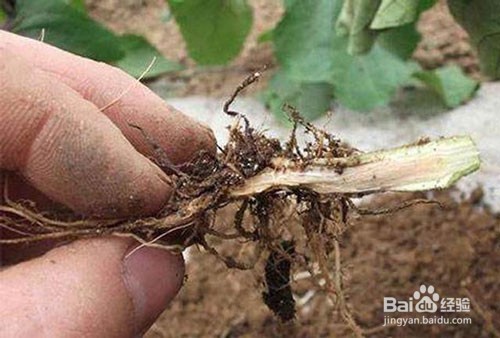 预防茄子重茬的方法都有哪些