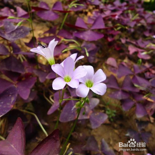 紫叶醡浆草的养殖方法和注意事项