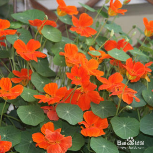 旱金莲出现烂根怎么办?