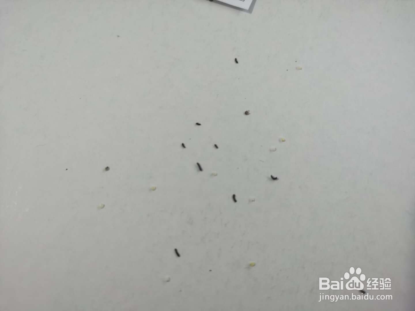 养一只生命力极强的蚕宝宝（第一天记录）