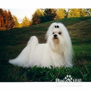 宠物美容师的未来发展怎么样