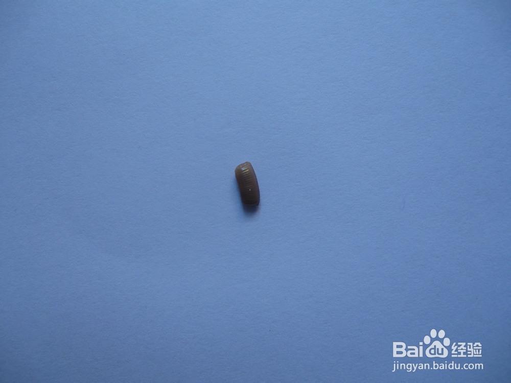 烟台宾馆酒店灭蟑螂的防治方法7