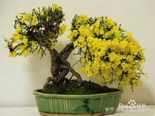 迎春花盆景养殖方法