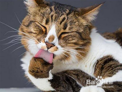 猫舔毛吃到肚子里面怎么办