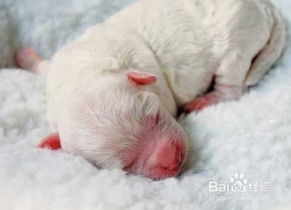 狗狗怀孕后多长时间能生