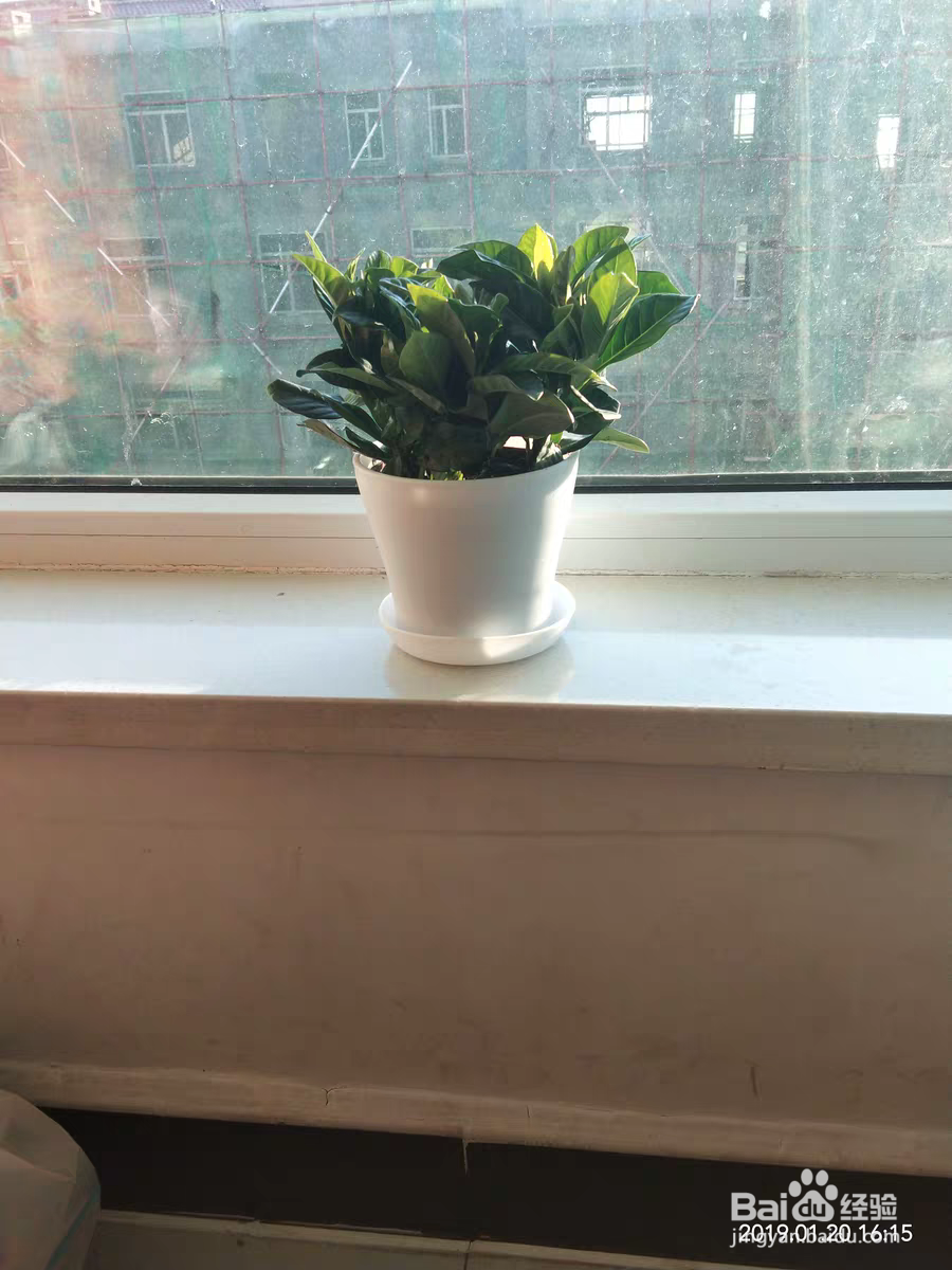 栀子花该如何养殖