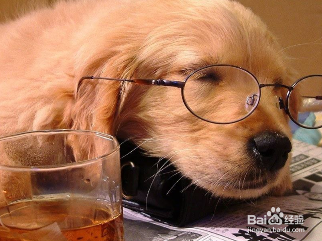 带狗狗去驱虫时要注意些什么？