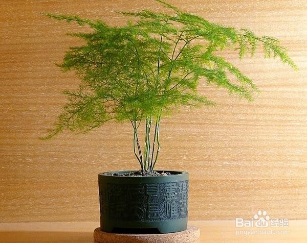 适合在家中种植的植物