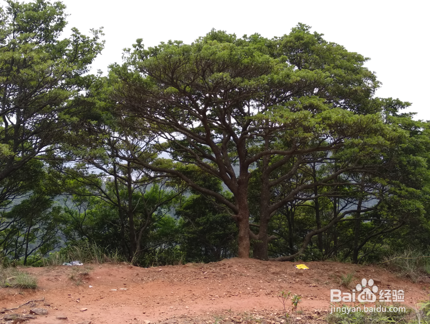 深圳大梧桐游玩路线