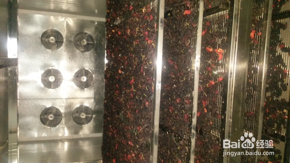 桑葚烘干机的作用,桑椹烘干机的使用