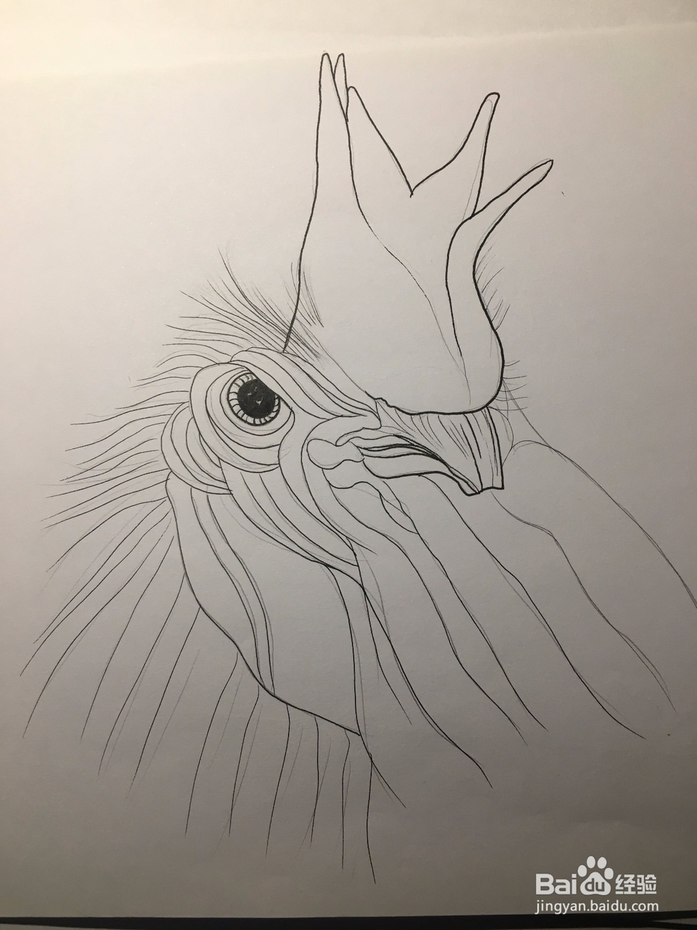 画公鸡头 鸡冠头简笔画 鸡头线描画