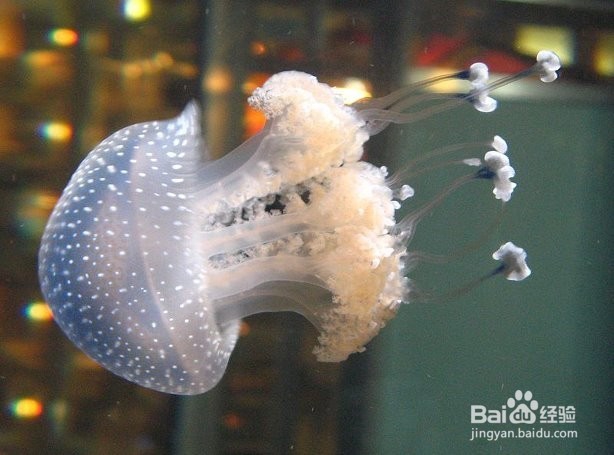 初行度假帕劳潜水体验路线