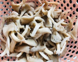 如何制作超好吃的下酒菜椒盐蘑菇