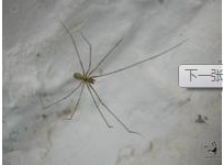 家中常见昆虫的鉴别方法