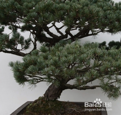 五针松盆景有培养价值吗