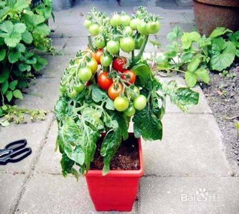 夏季防蚊的12个小妙招