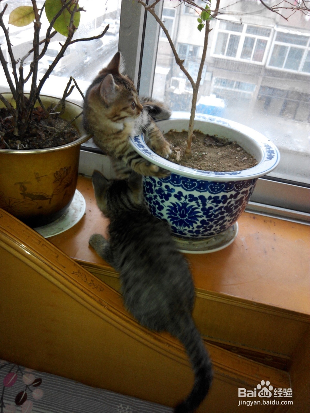 预防猫抓伤以及伤口处理