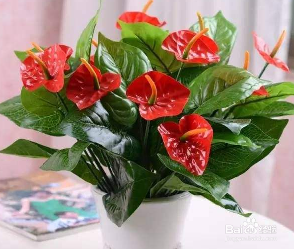 鹅掌花怎么养