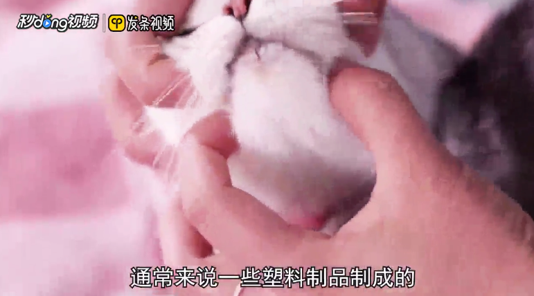 如何看待猫咪的毛囊炎