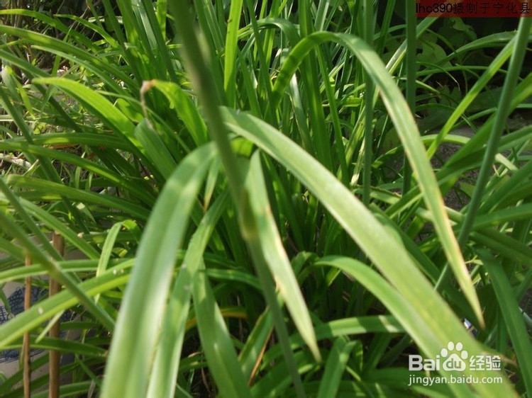 预防羊食小黄花菜根中毒
