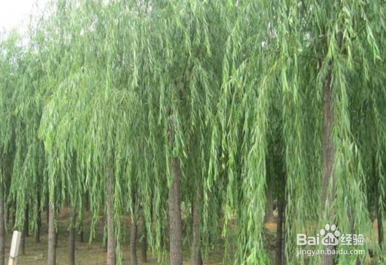 柳树怎么种植
