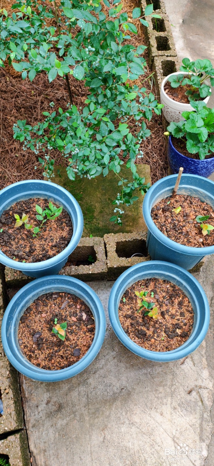 蓝莓果实和结果习性