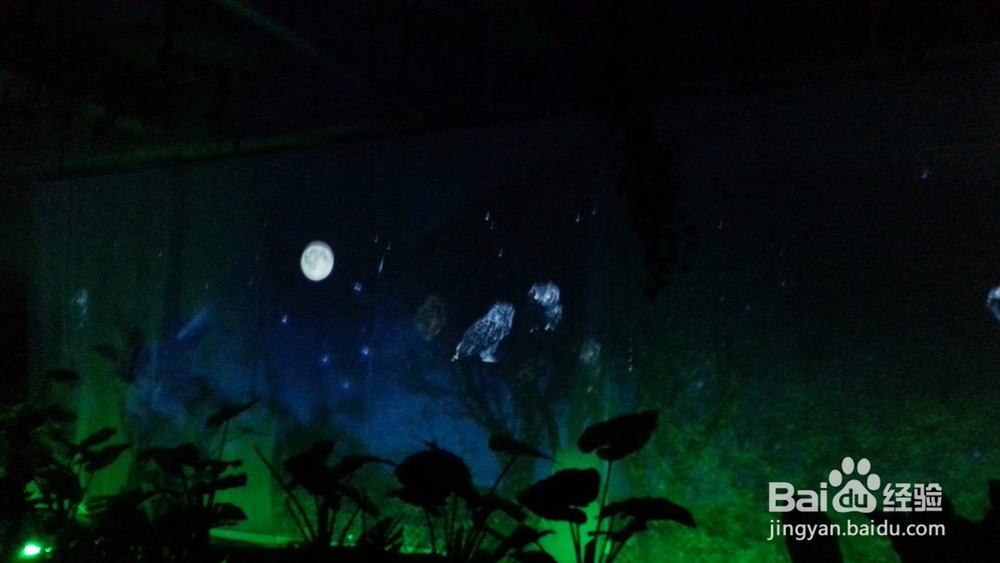 星际森林奇幻之旅的游玩攻略