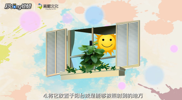 绿萝的养殖的注意事项有哪些