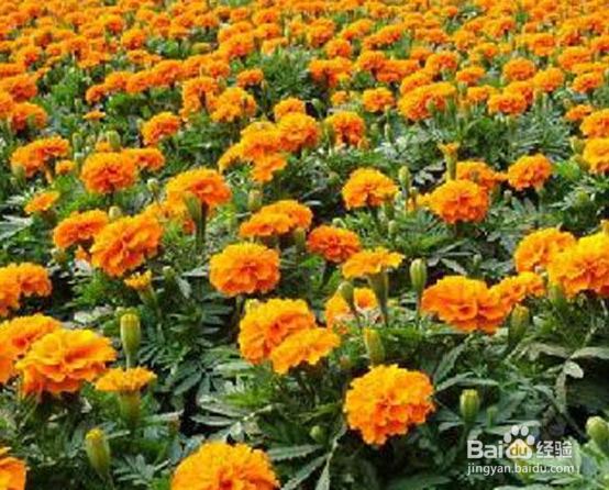 怎样栽培金盏菊?