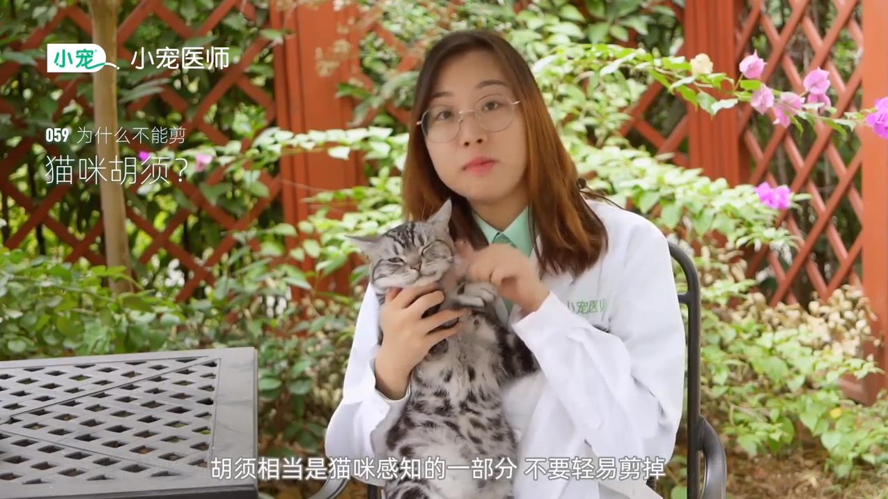 猫咪胡须有什么作用