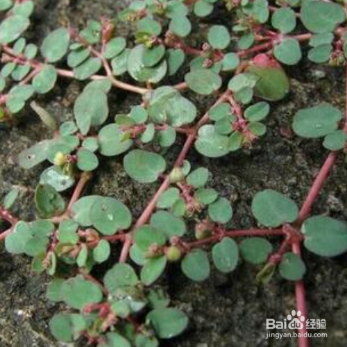 千根草的养殖方法和注意事项