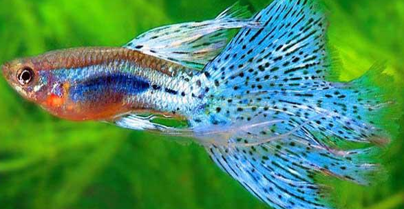 孔雀鱼蛇游病是什么样子