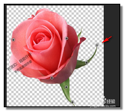 PS中，操控变形怎样用？