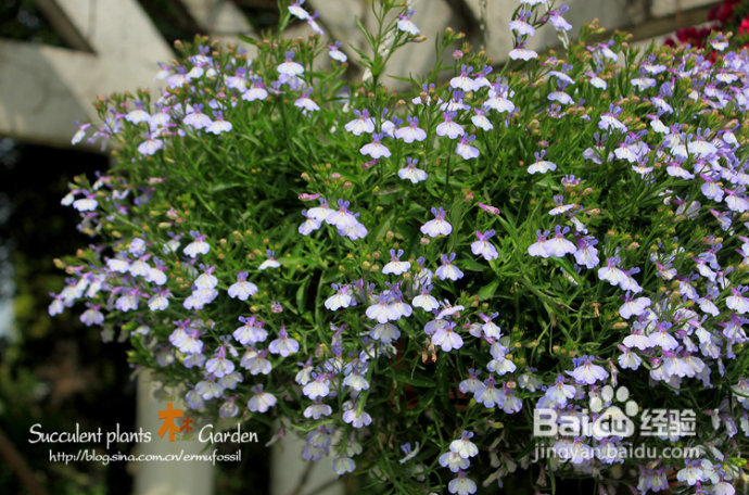 上海植物园（上）