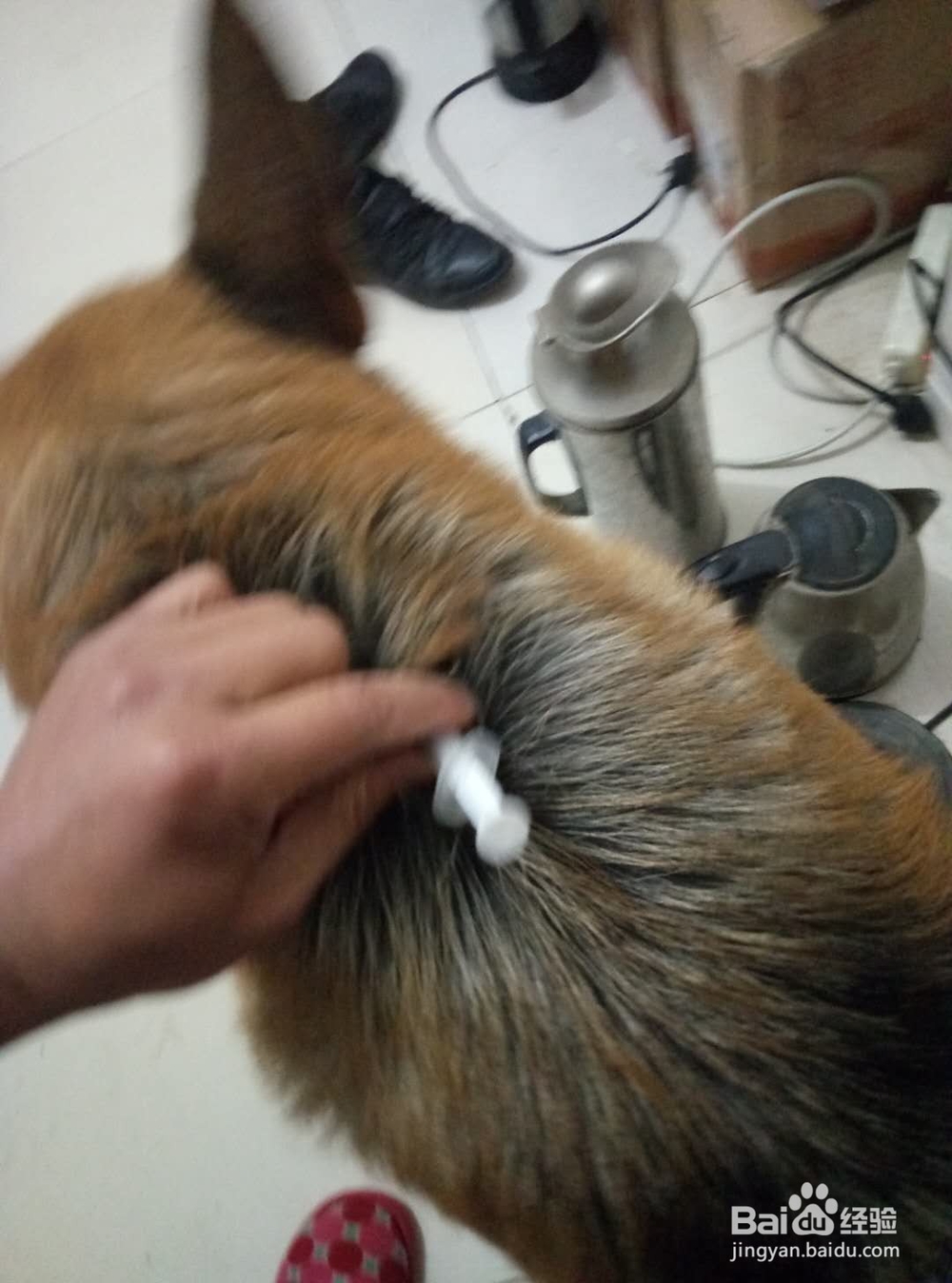 怎么给狗狗打针治皮肤病及打疫苗