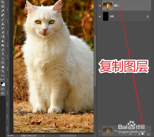PS如何用通道抠图将猫咪毛发调的更加透亮?