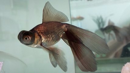 水泡眼如何饲养?