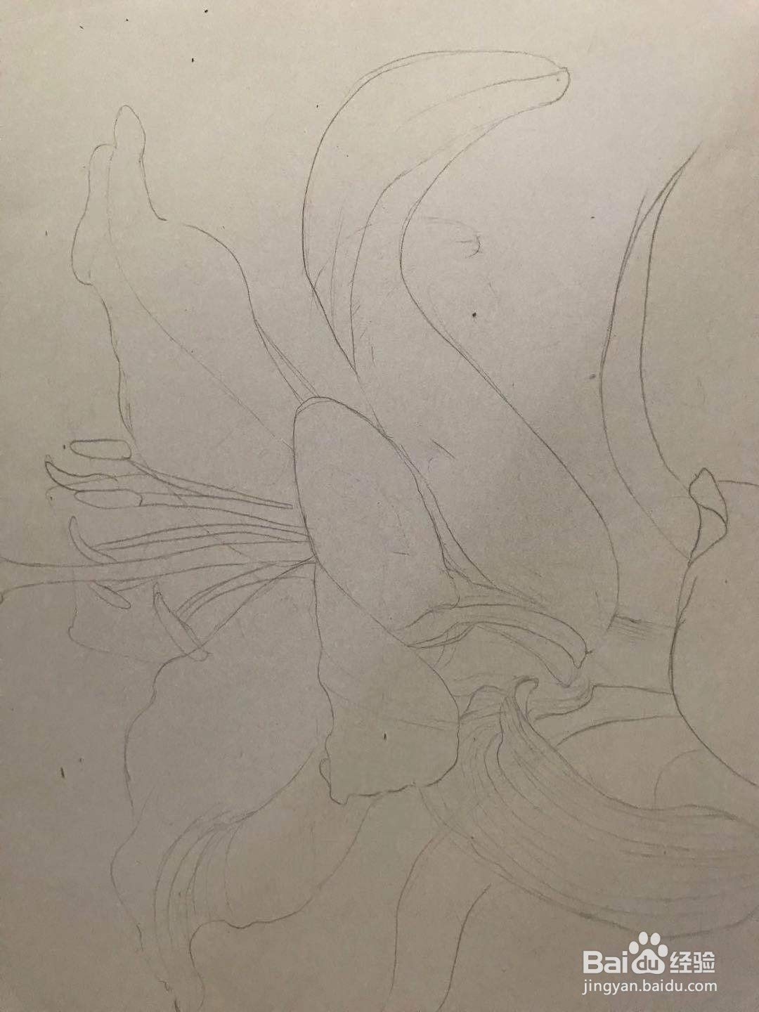 百合花黑白线描画