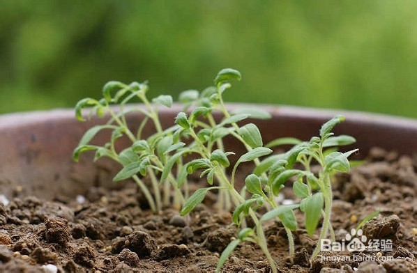 圣女果不结果怎么办？