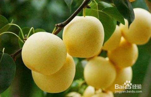 便秘了适合吃什么水果?