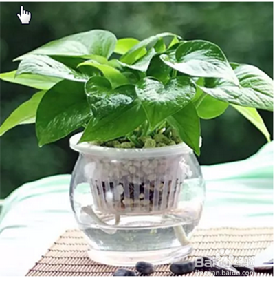 绿萝晒太阳的正确方法