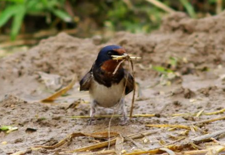 燕子衔泥的寓意是什么
